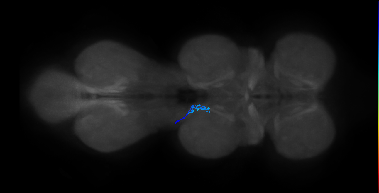 SNta20_MesoLN_L (MANC:28839)
