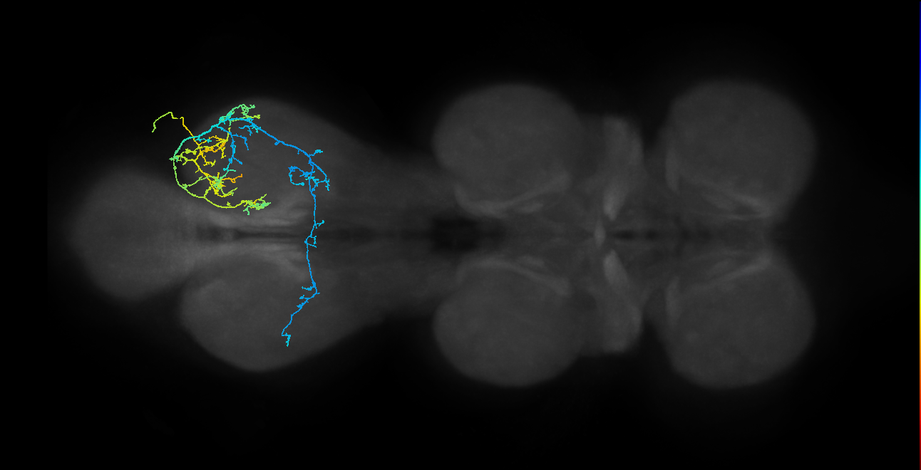 IN19A028_T3_R (MANC:28847)