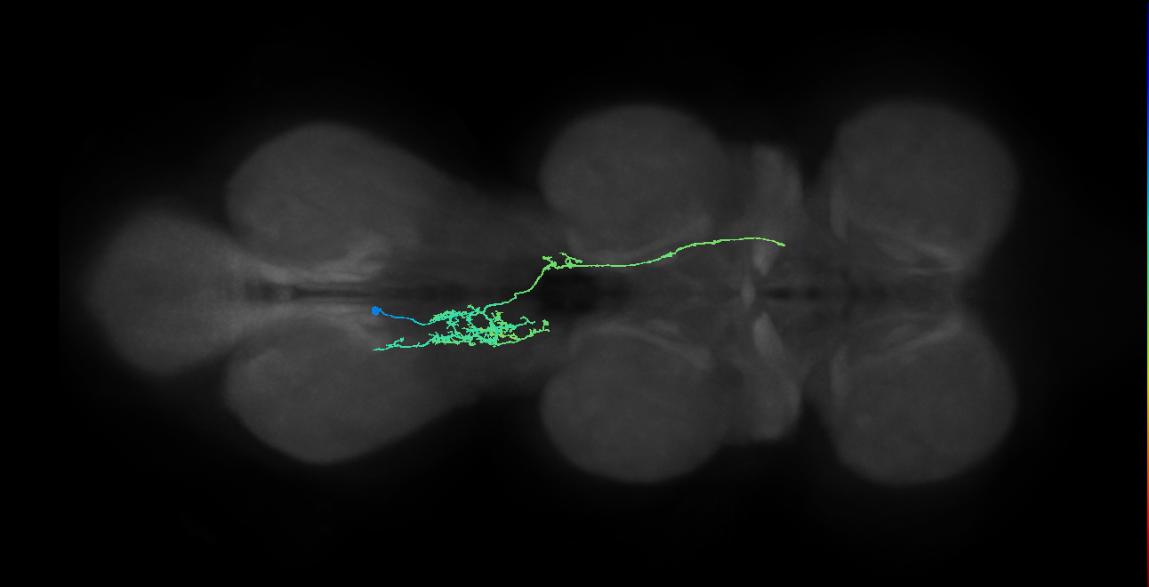 IN10B017_T3_L (MANC:28857)