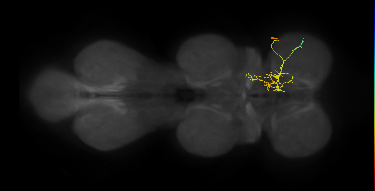 IN21A041_T1_R (MANC:28880)