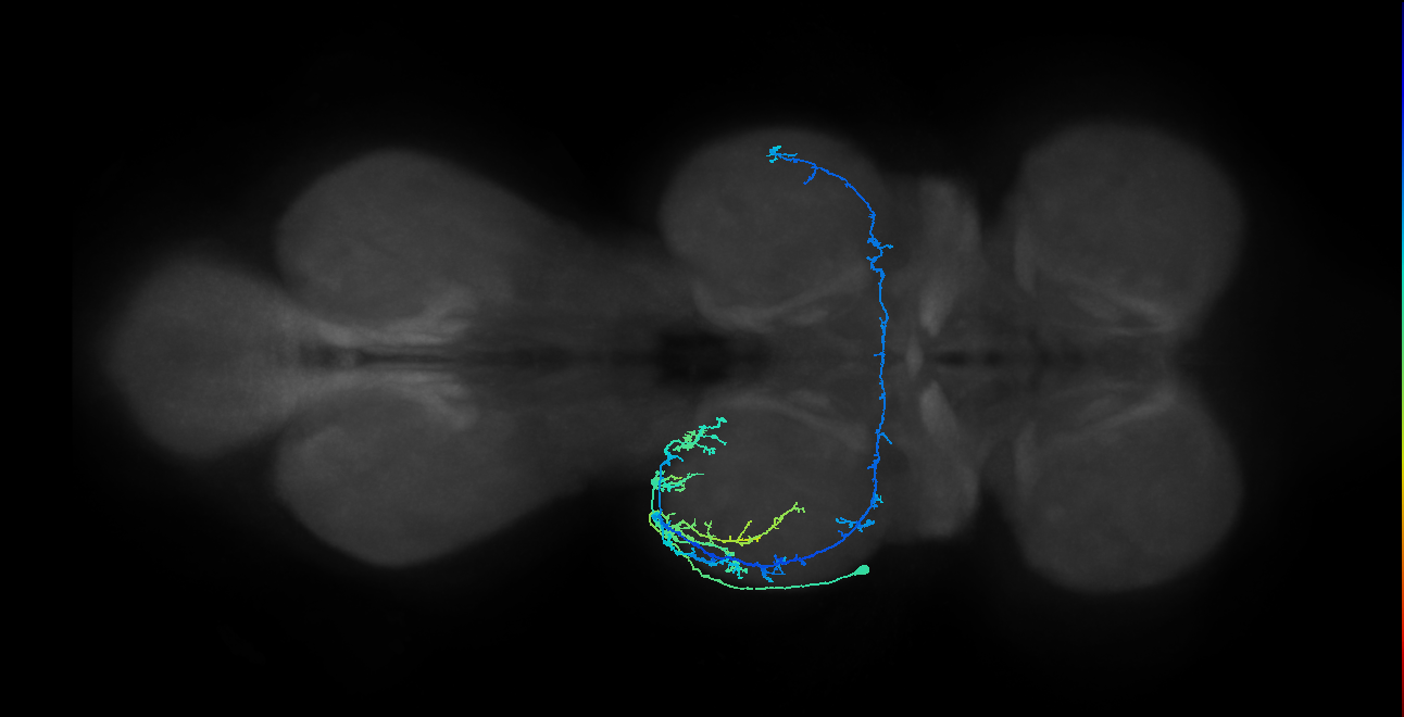 IN19A024_T2_L (MANC:28900)