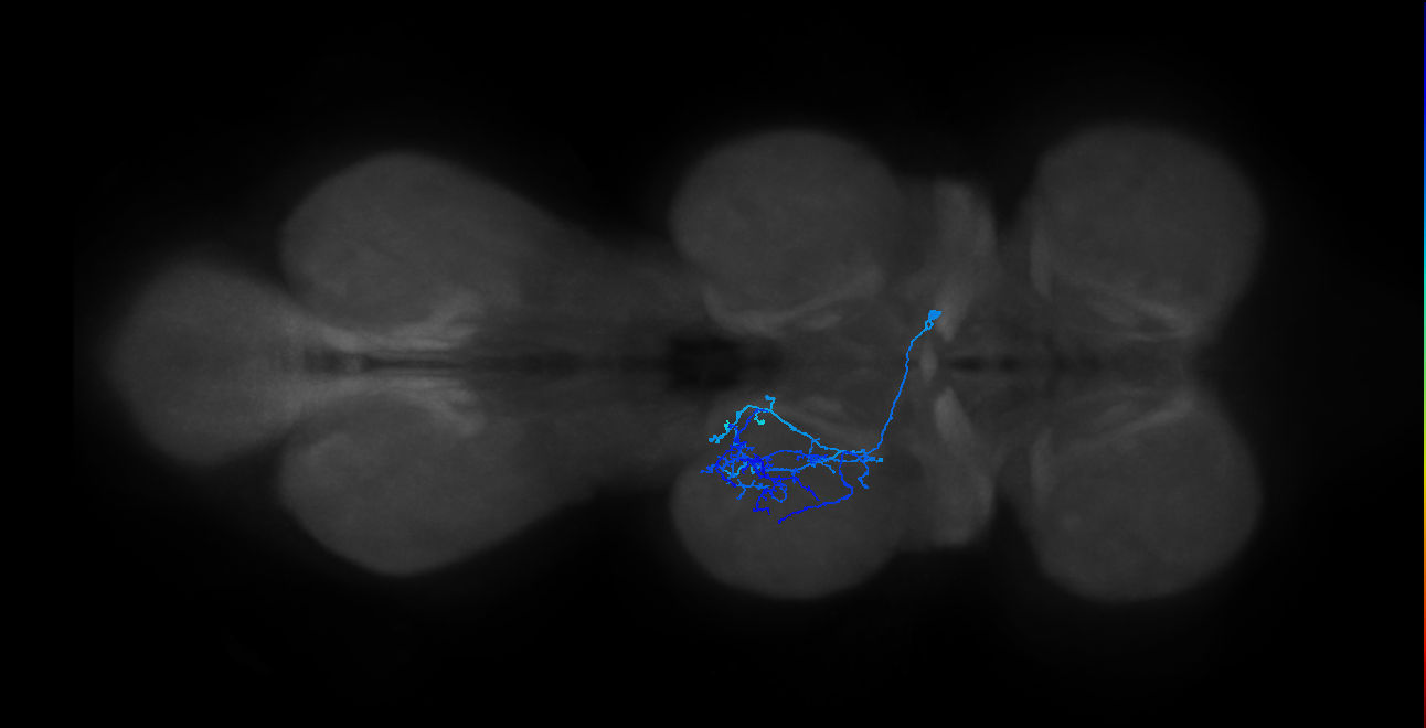 IN14A001_T2_R (MANC:28930)
