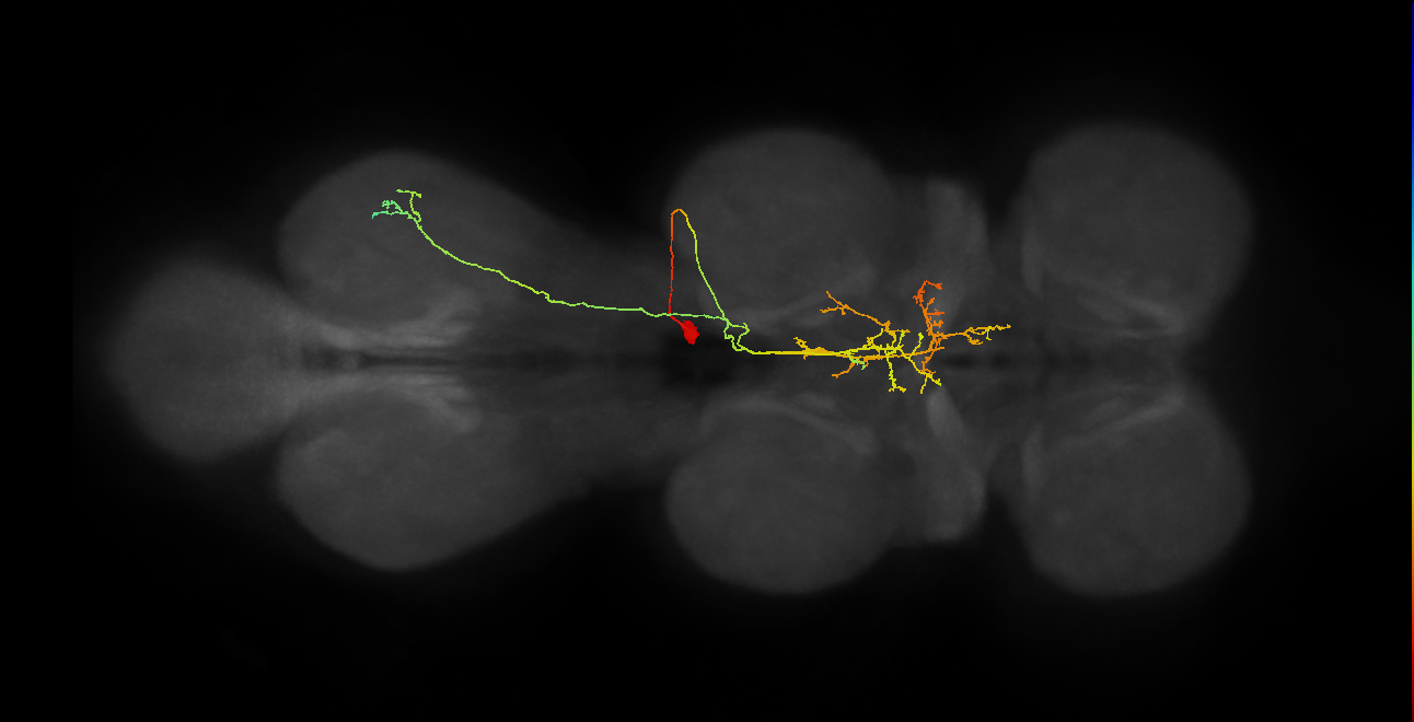IN11A043_T2_R (MANC:28964)