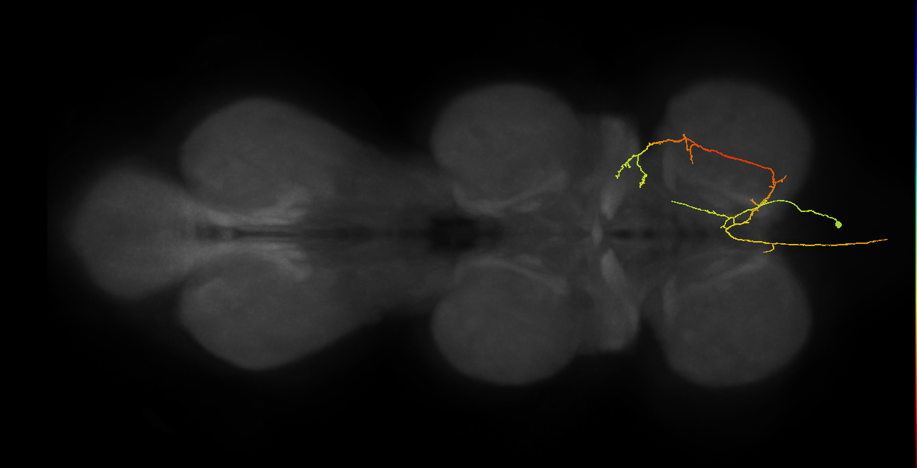 AN08B133_T1_R (MANC:29018)
