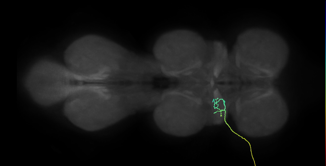 SNta02_ADMN_L (MANC:29062)