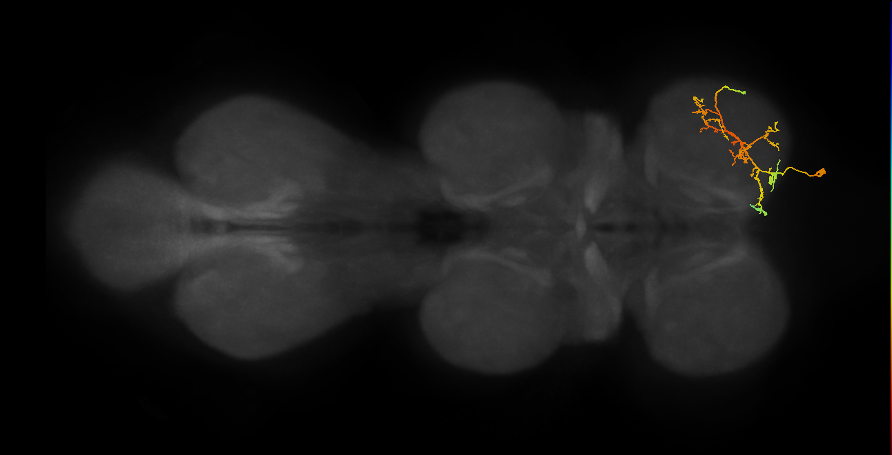 IN08A031_T1_R (MANC:29088)