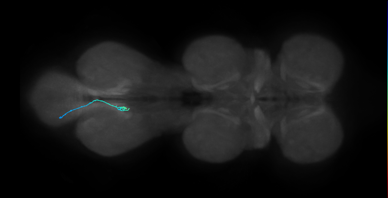 SNch06_MetaLN_L (MANC:29127)