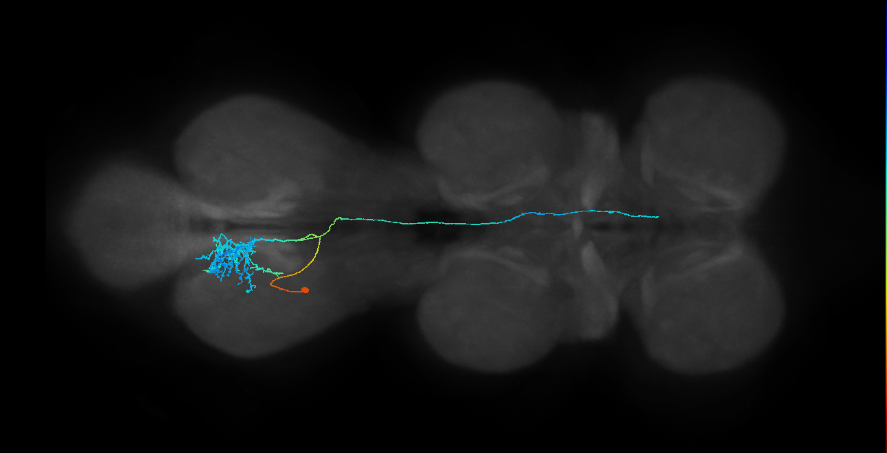 IN23B020_T3_L (MANC:29128)