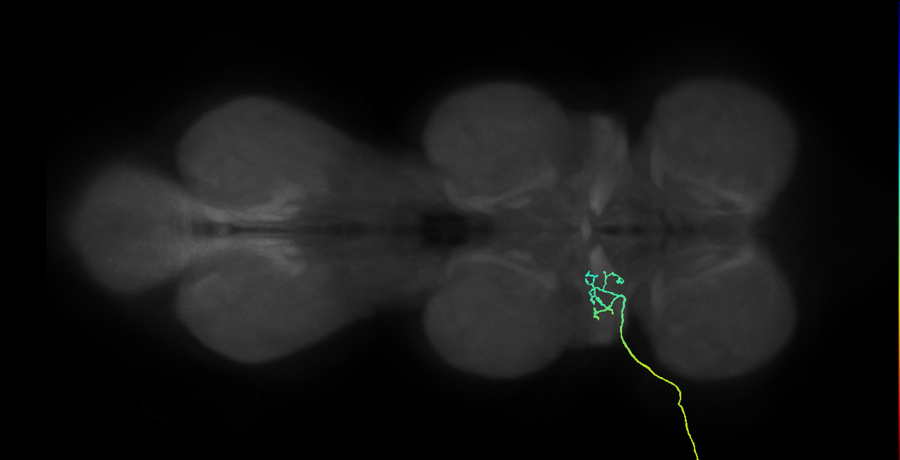 SNta02_ADMN_L (MANC:29161)