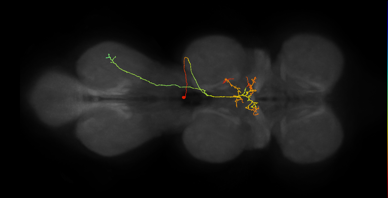 IN11A043_T2_R (MANC:29177)