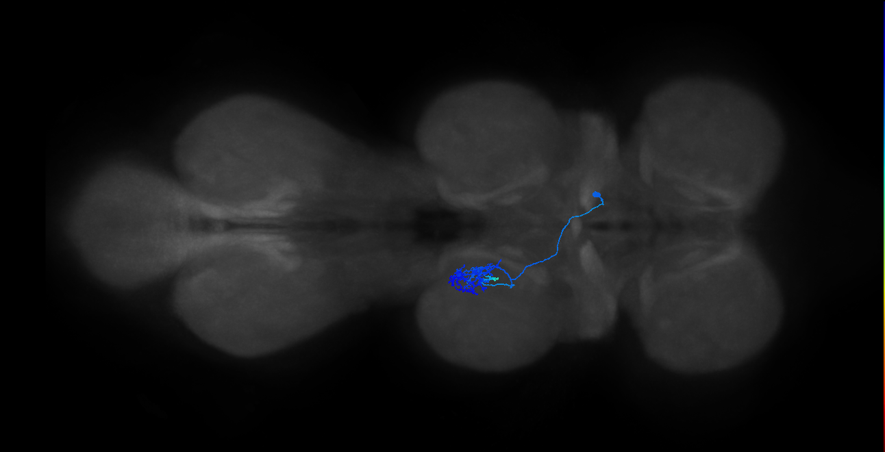 IN14A008_T2_R (MANC:29256)