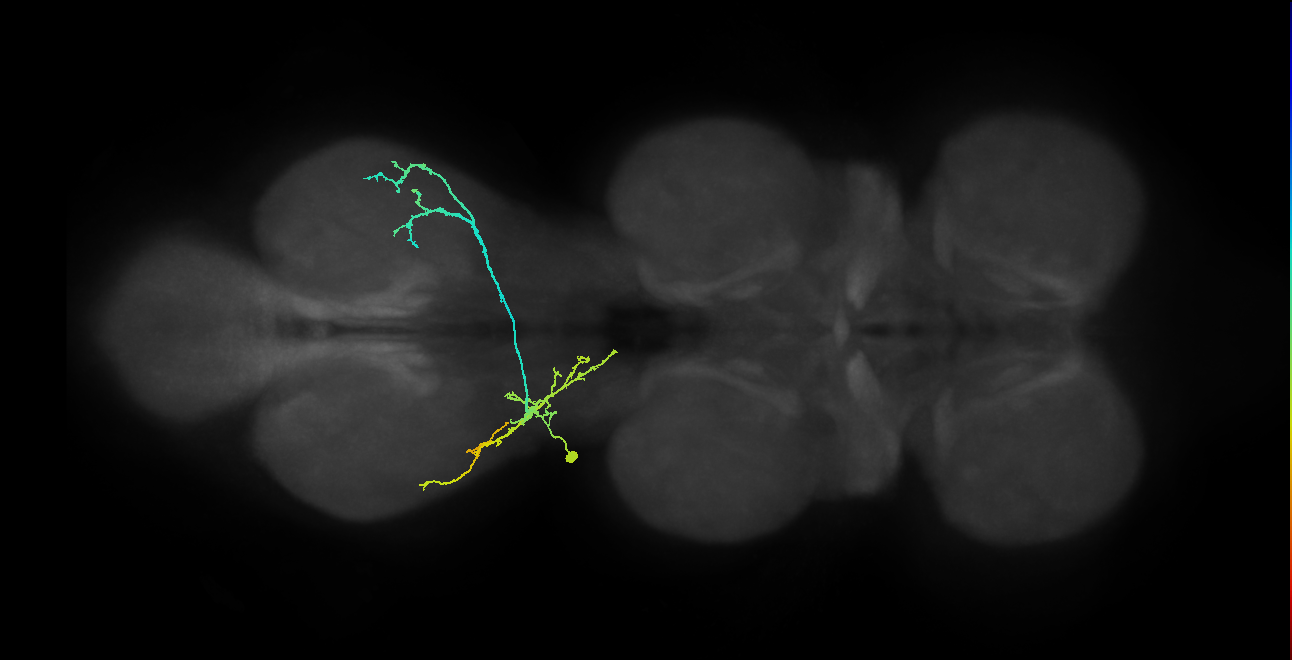 IN01A080_T3_L (MANC:29285)