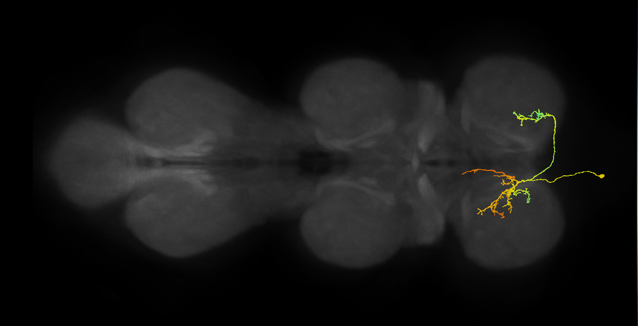 IN01A076_T1_L (MANC:29310)