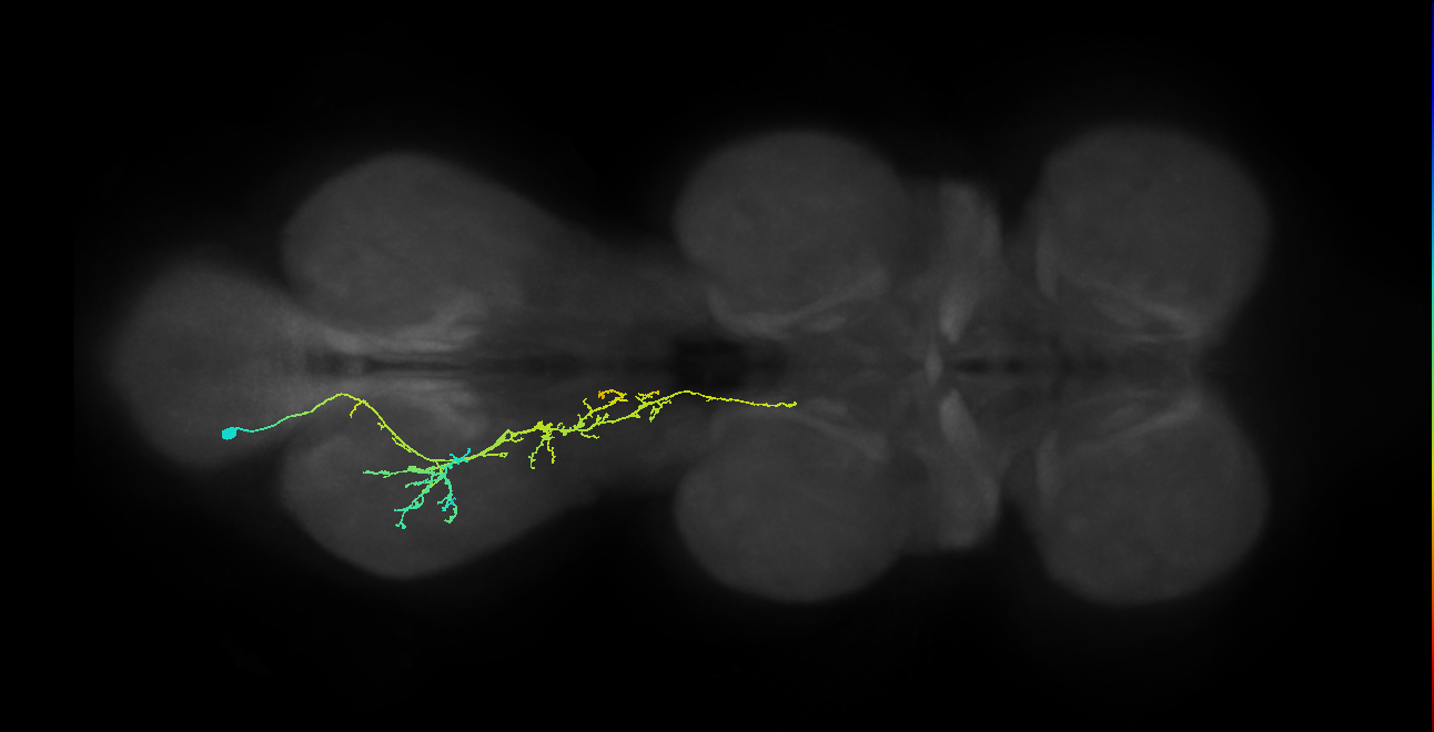 IN21A042_T3_L (MANC:29318)
