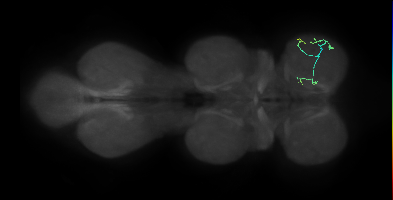 SNppxx_ProLN_R (MANC:29362)