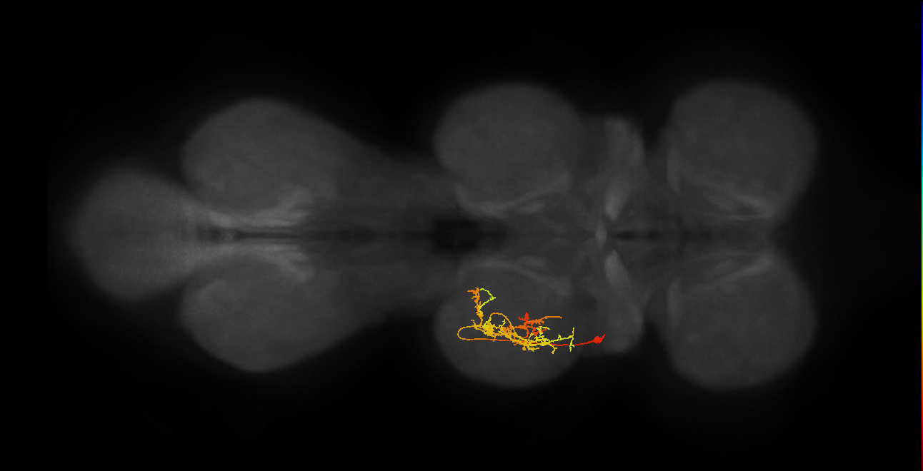 IN11B026_T2_L (MANC:29397)