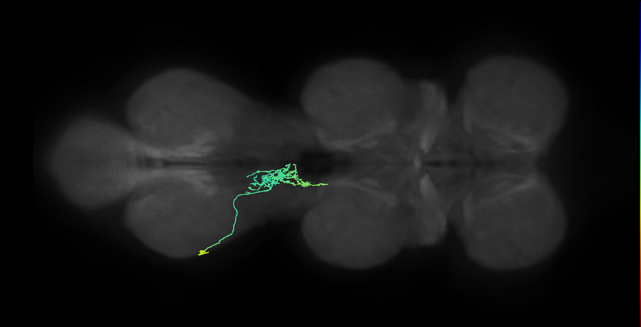 IN09A034_T3_L (MANC:29411)