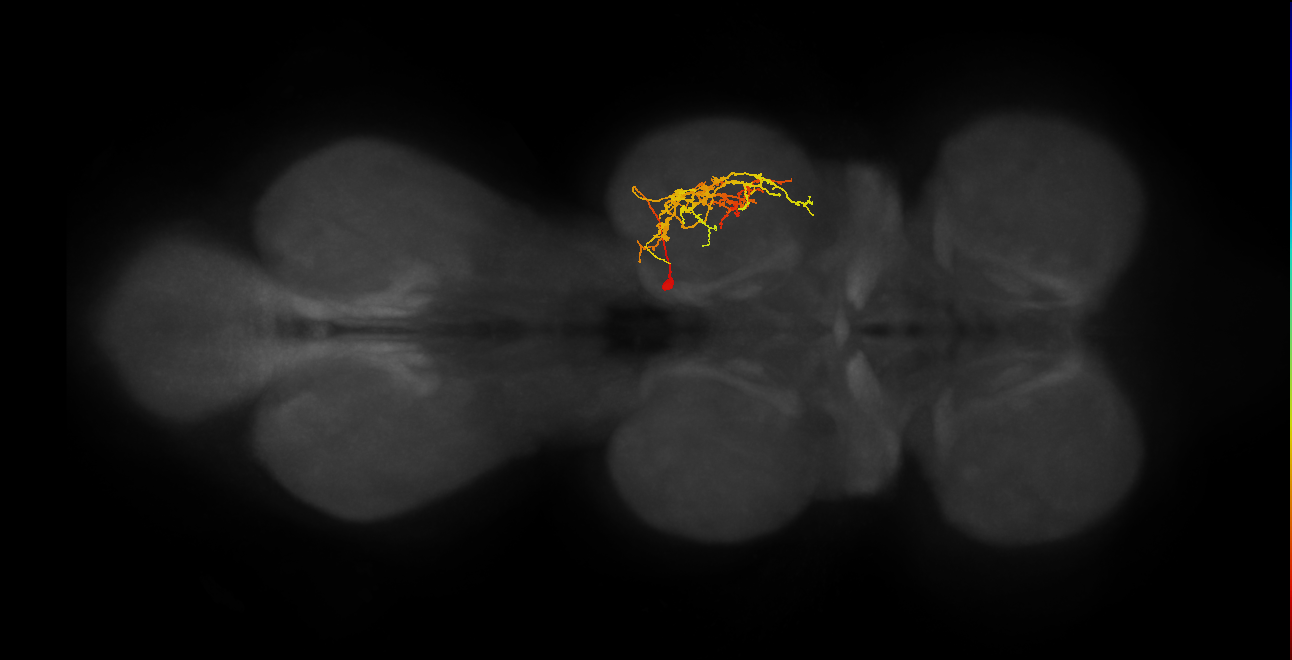 IN11B026_T2_R (MANC:29431)