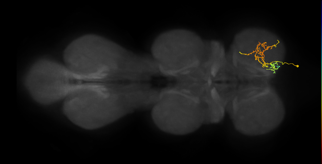 IN08A041_T1_R (MANC:29446)