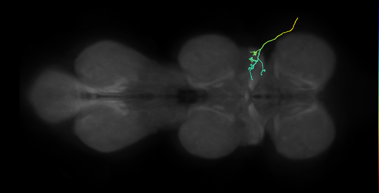 SNta03_ADMN_R (MANC:29496)