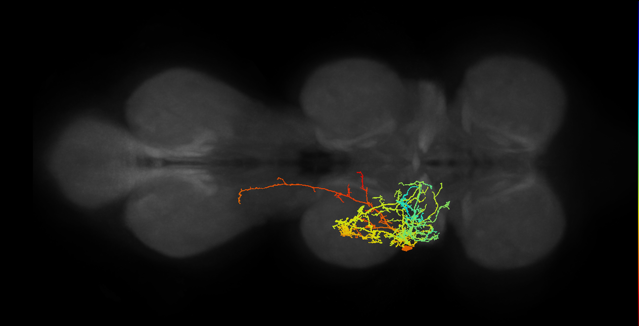 IN17A045_T2_L (MANC:29569)