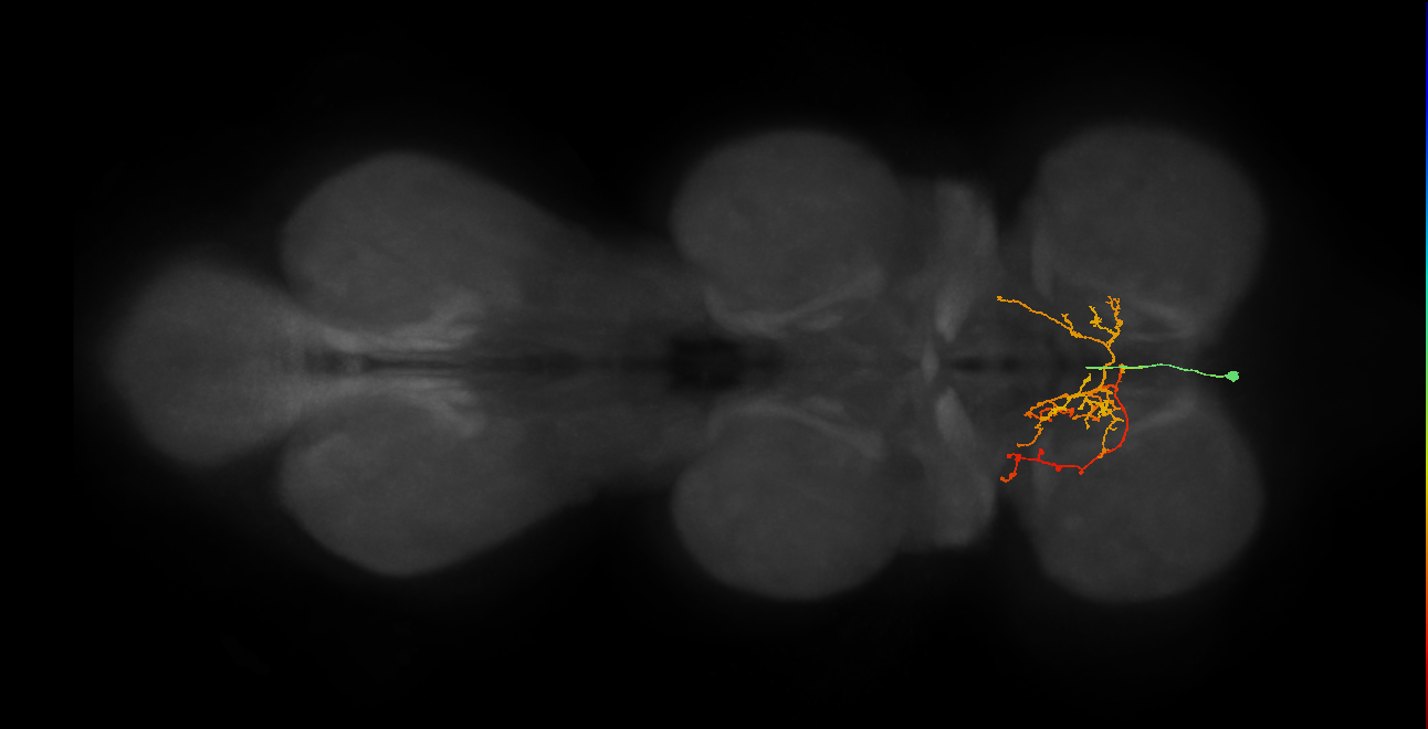 IN02A039_T1_L (MANC:29605)