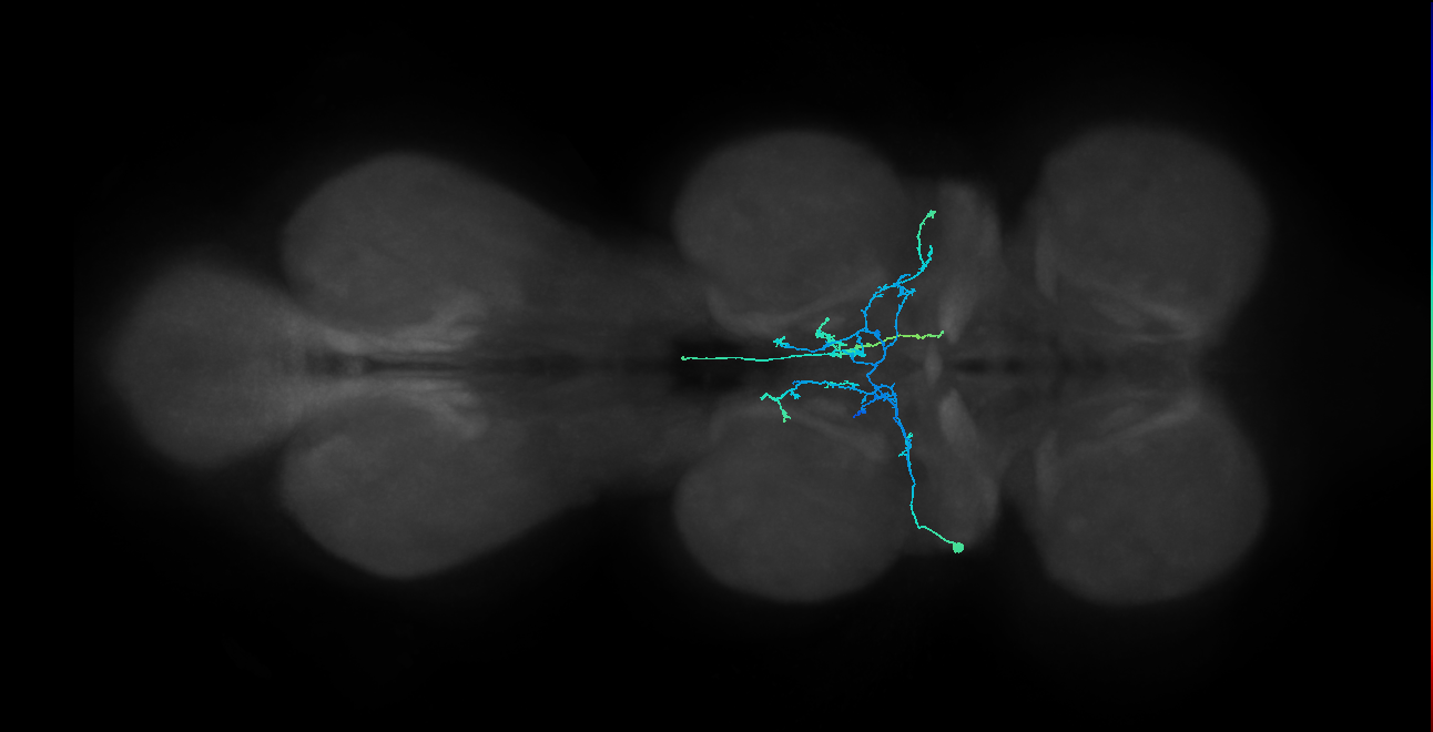 IN09B049_T2_L (MANC:29674)