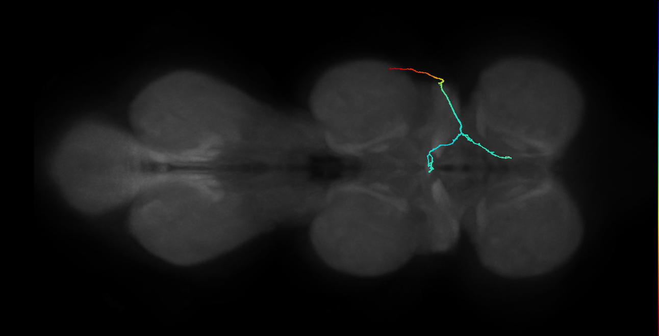 SNta11_PDMN_R (MANC:29696)
