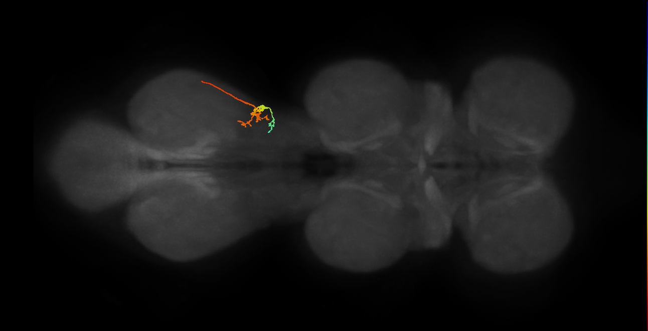 SNta12_DMetaN_R (MANC:29770)