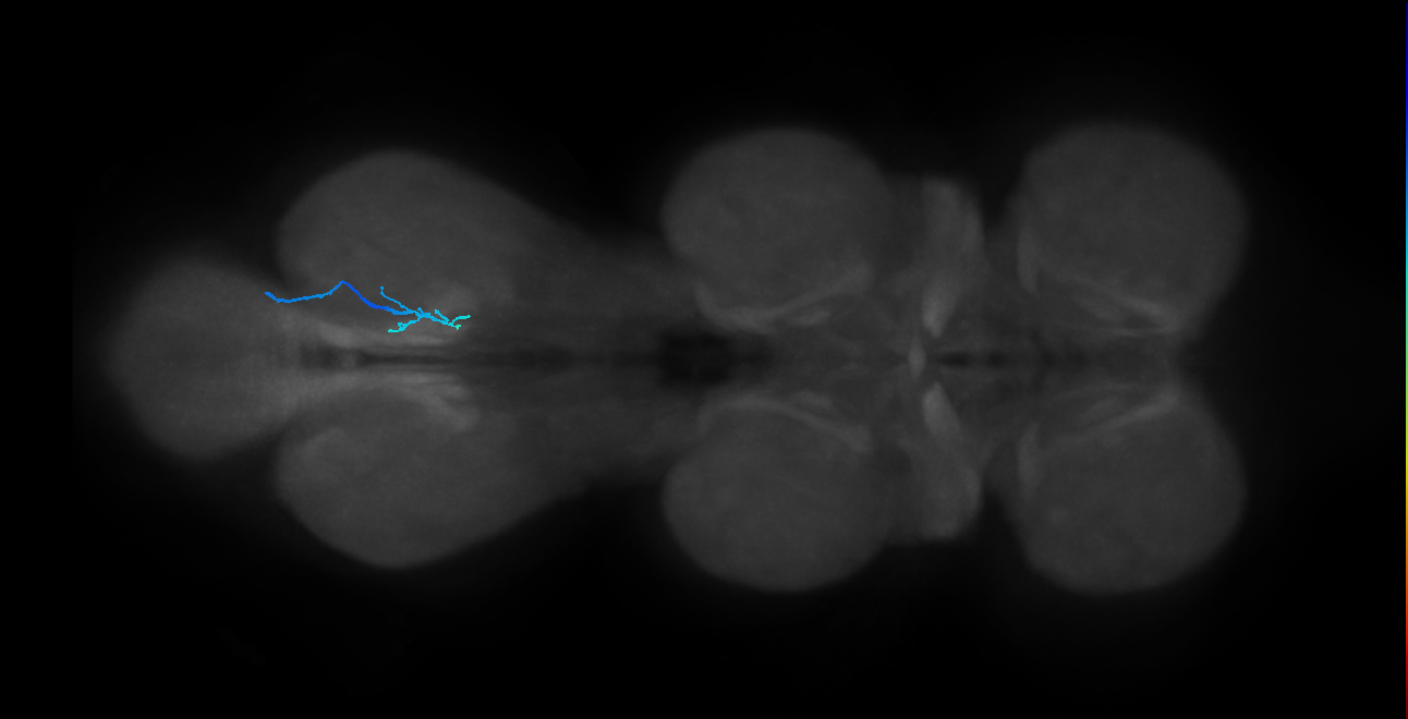 SNch08_MetaLN_R (MANC:29839)