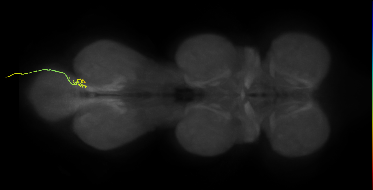 SNxx03_AbNT_R (MANC:29919)