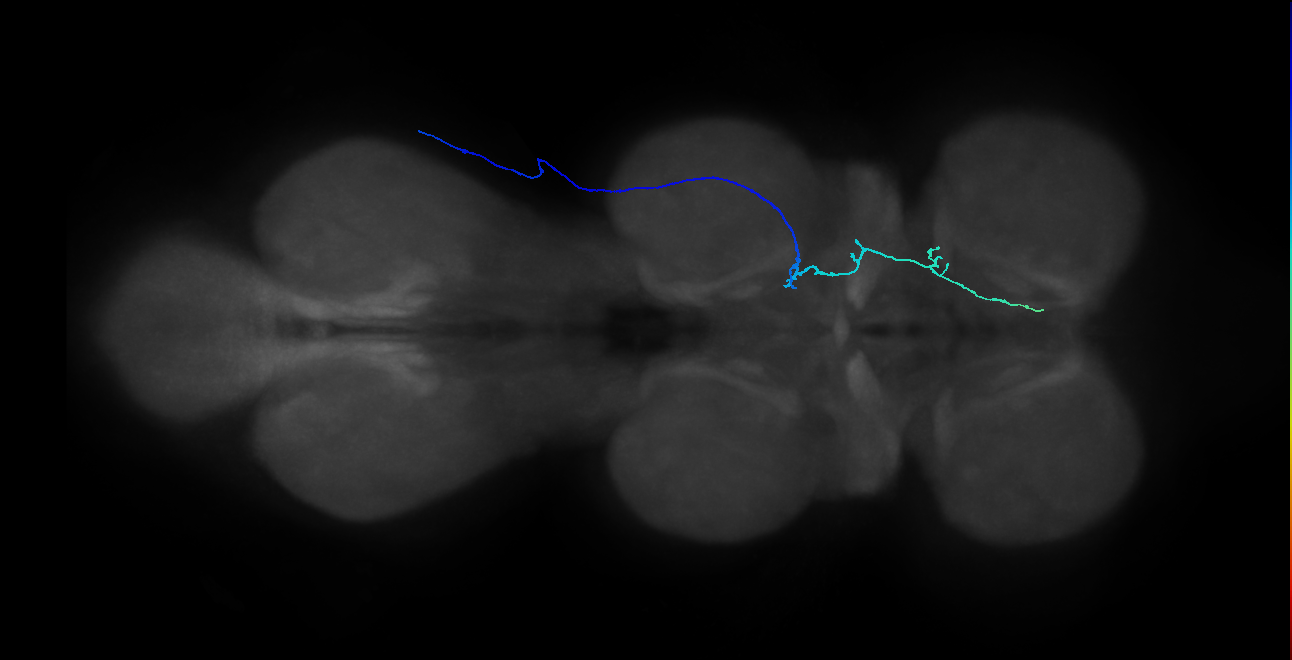 SNpp45_MesoLN_R (MANC:29931)