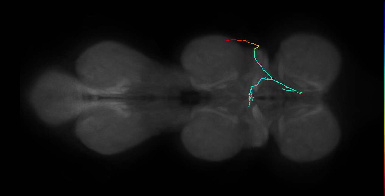 SNta11_PDMN_R (MANC:29998)