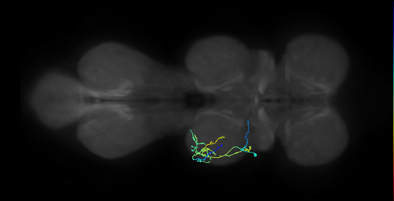 IN08A036_T2_L (MANC:30045)