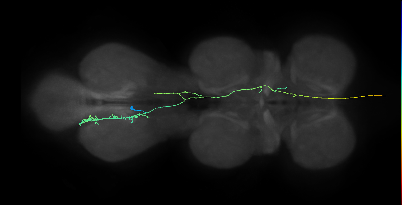 AN10B009_T3_L (MANC:30087)
