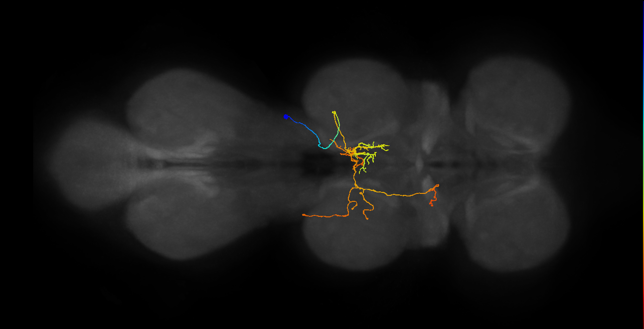 IN06A077_T2_R (MANC:30120)