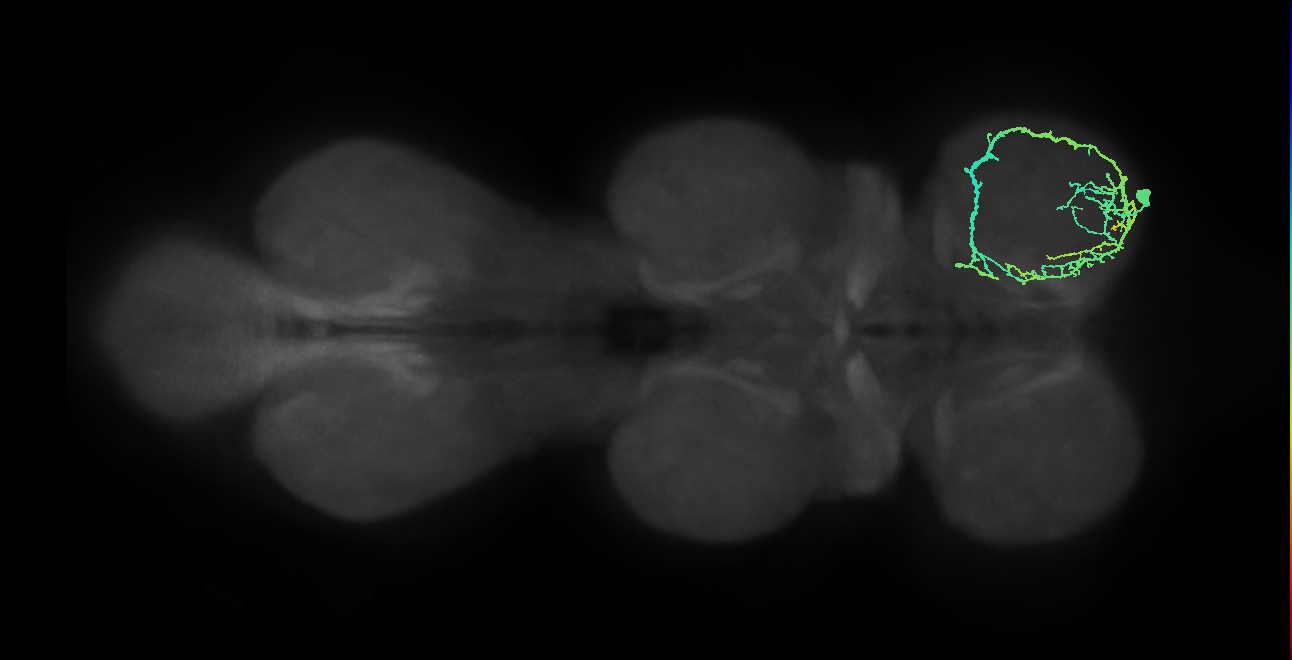 IN13A024_T1_R (MANC:30176)