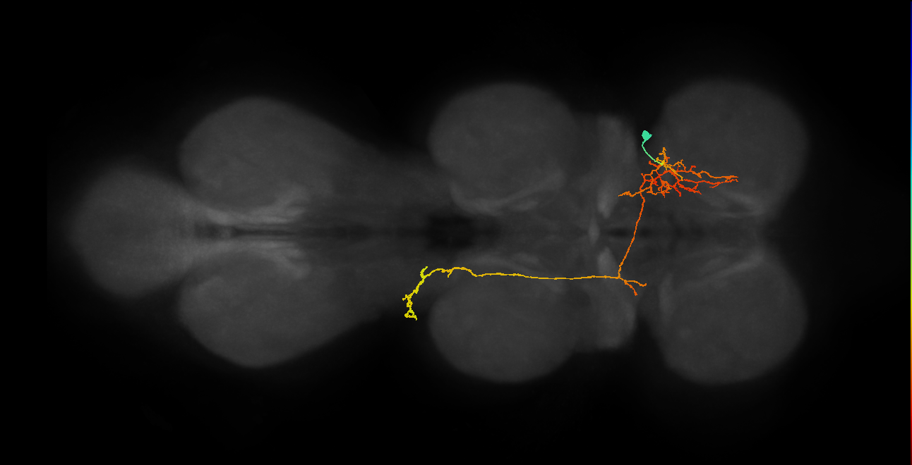 IN06A078_T1_R (MANC:30183)