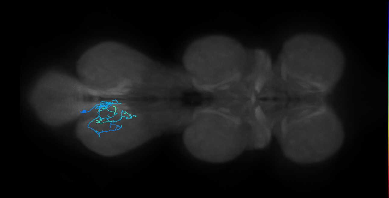 IN01B014_T3_L (MANC:30587)