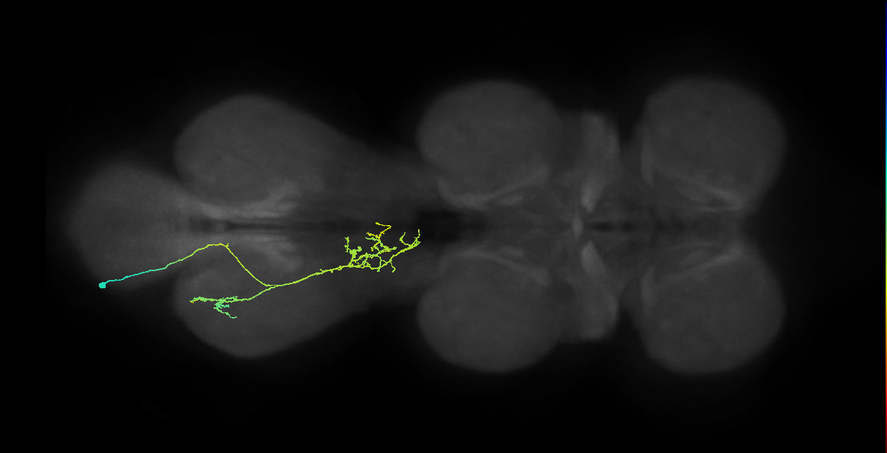 IN21A048_T3_L (MANC:30655)