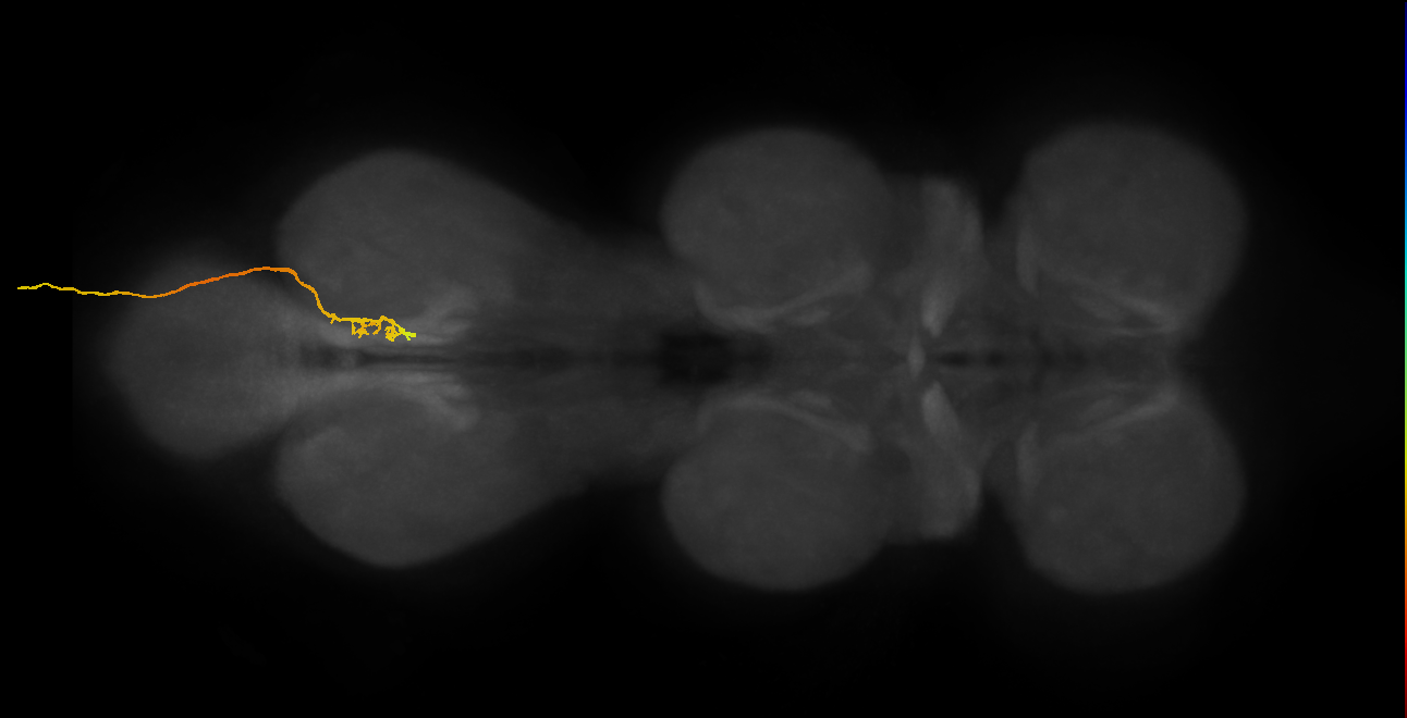 SNxx16_AbN4_R (MANC:30772)