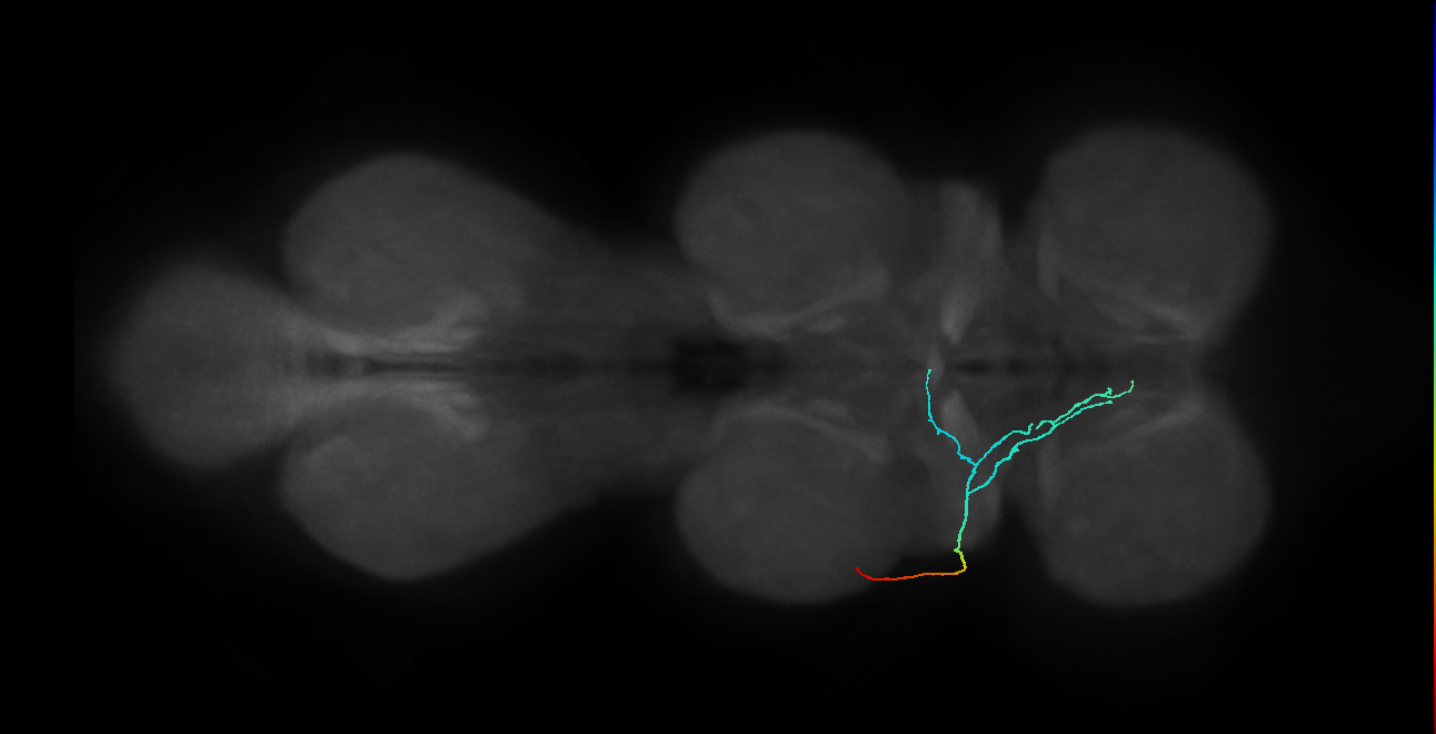 SNta11_PDMN_L (MANC:30883)