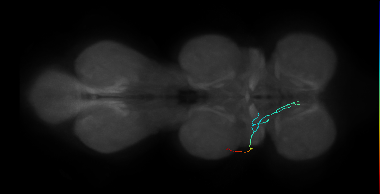 SNta11_PDMN_L (MANC:30910)