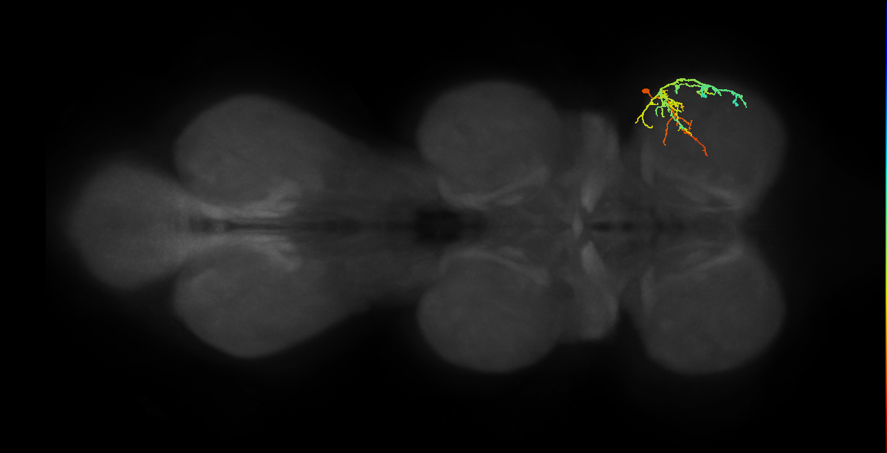 IN19A045_T1_R (MANC:30927)