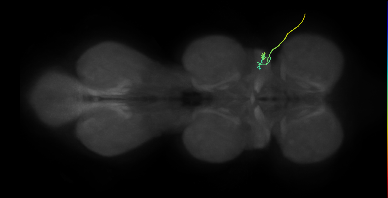 SNta03_ADMN_R (MANC:30944)