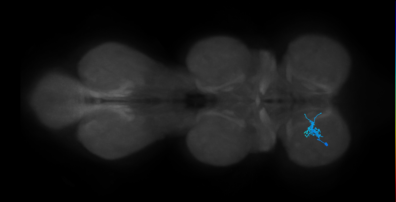 IN01B012_T1_L (MANC:31021)