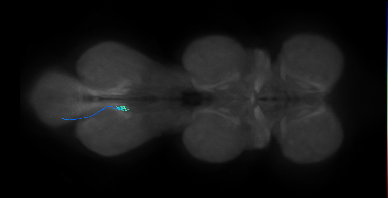 SNch05_MetaLN_L (MANC:31041)