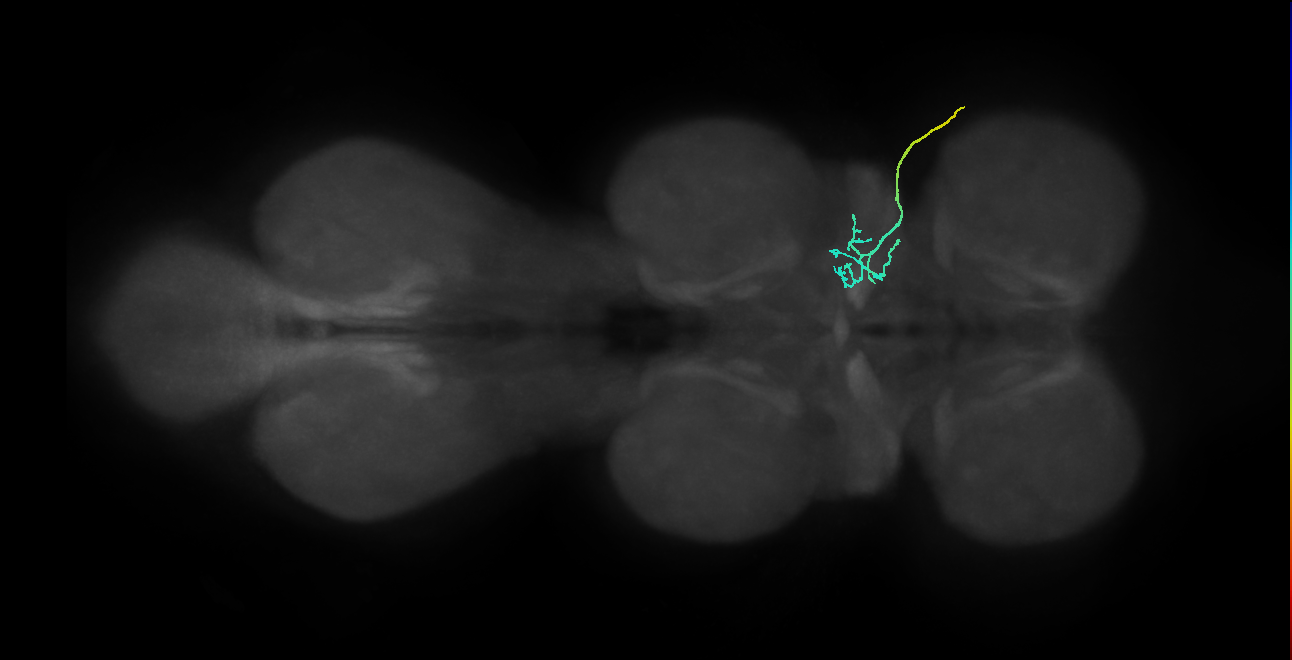 SNtaxx_ADMN_R (MANC:31070)