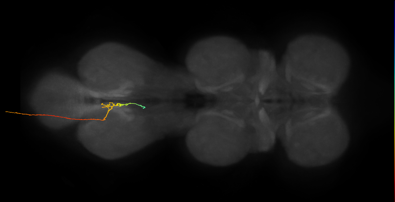 SNxx09_AbN3_L (MANC:31150)