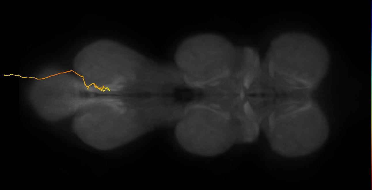 SNxx16_AbN4_R (MANC:31244)